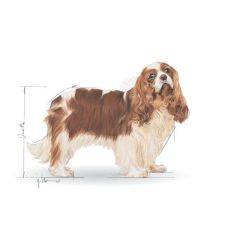 Royal Canin Cavalier King Charles 27 3 kg Yetişkin Köpek Maması