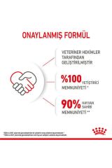 Cat Fhn Kitten Kedi Maması 4kg