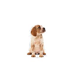 Royal Canin Medium Puppy 140 gr 10'lu Yavru Köpek Yaş Maması