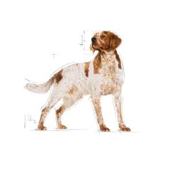 Royal Canin 10x140 gr Medium Adult Gravy Yetişkin Köpek Konservesi Fiyatları
