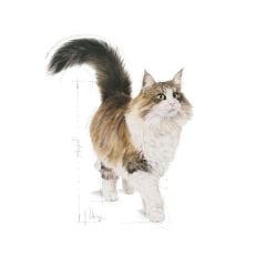 Royal Canin Sterilised Jelly Pouch Kısırlaştırılmış Kedi Maması 85grx12 Adet