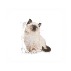 Royal Canin Kitten Yavru Kedi Maması 2 kg