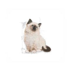 Royal Canin Kitten Yavru Kedi Maması 2 kg