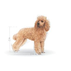 Royal Canin Poodle Adult Pouch Konserve Köpek Maması 12 Adet | Kargola Gelsin
