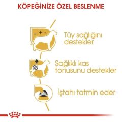 Royal Canin Poodle Adult Pouch Konserve Köpek Maması 12 Adet | Kargola Gelsin