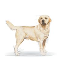 Royal Canin Labrador Retriever Yetişkin Köpek Maması 12 Kg