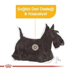 Royal Canin Mini Dermacomfort Küçük Irk 3 kg Yetişkin Kuru Köpek Maması