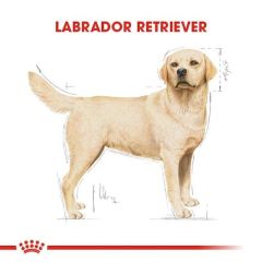 Royal Canin Labrador Retriever Irka Özel 12 kg Yetişkin Köpek Maması