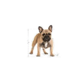 Royal Canin French Bulldog Adult Yetişkin Köpek Maması 3 Kg