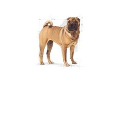 Royal Canin Adult Medium Dermacomfort Yetişkin Köpek Maması 12 Kg