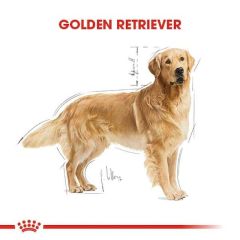 Royal Canin Golden Retriever Adult Yetişkin Köpek Maması 12 Kg