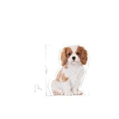Royal Canin Cavalier King Charles Junior Yavru Köpek Maması 1.5 Kg