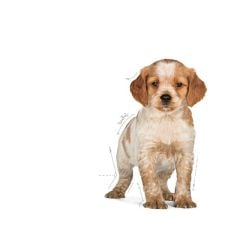 Royal Canin Medium Puppy Yavru Köpek Maması 4 Kg