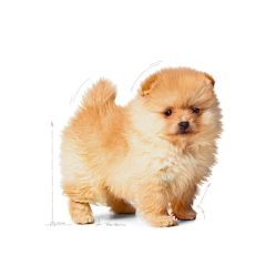 Royal Canin Mini İndoor Adult Yetişkin Köpek Maması 1.5 Kg