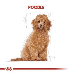 Royal Canin Poodle Junior Yavru Köpek Maması 3 Kg