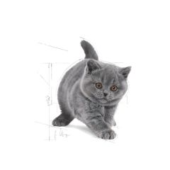 Royal Canin Kitten British Shorthair 2 kg Yavru Kuru Kedi Maması