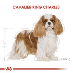 Royal Canin Cavalier King Charles 1.5 kg Irka Özel Yetişkin Köpek Maması
