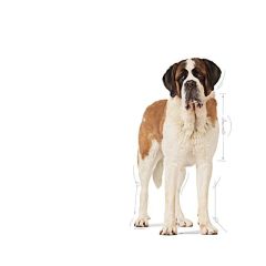 Royal Canin Giant Junior 15 kg Dev Irk Yavru Köpek Maması