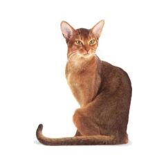 Royal Canin Fussy Exigent Seçici Yetişkin Kedi Maması 2 Kg