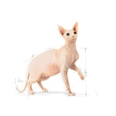 Royal Canin Sphynx 2 kg Yetişkin Kedi Maması