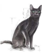 Royal Canin Sterilised 15 kg Kısırlaştırılmış Yetişkin Kedi Maması