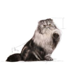 Royal Canin Adult Persian İran Kedilerine Özel 2 kg Yetişkin Kuru Kedi Maması