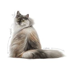 Royal Canin Hair & Skin 2 kg Yetişkin Kedi Maması